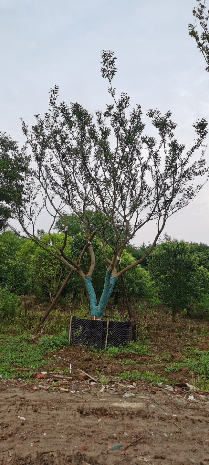 假植熟苗朴树乌桕20~35公分庭院别墅绿化植物工程景观绿化苗