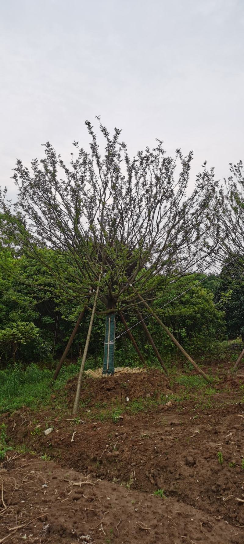 假植熟苗朴树乌桕20~35公分庭院别墅绿化植物工程景观绿化苗