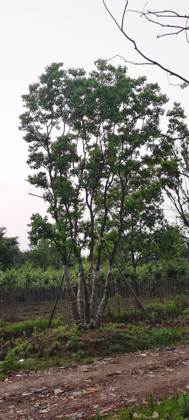 假植熟苗朴树乌桕20~35公分庭院别墅绿化植物工程景观绿化苗