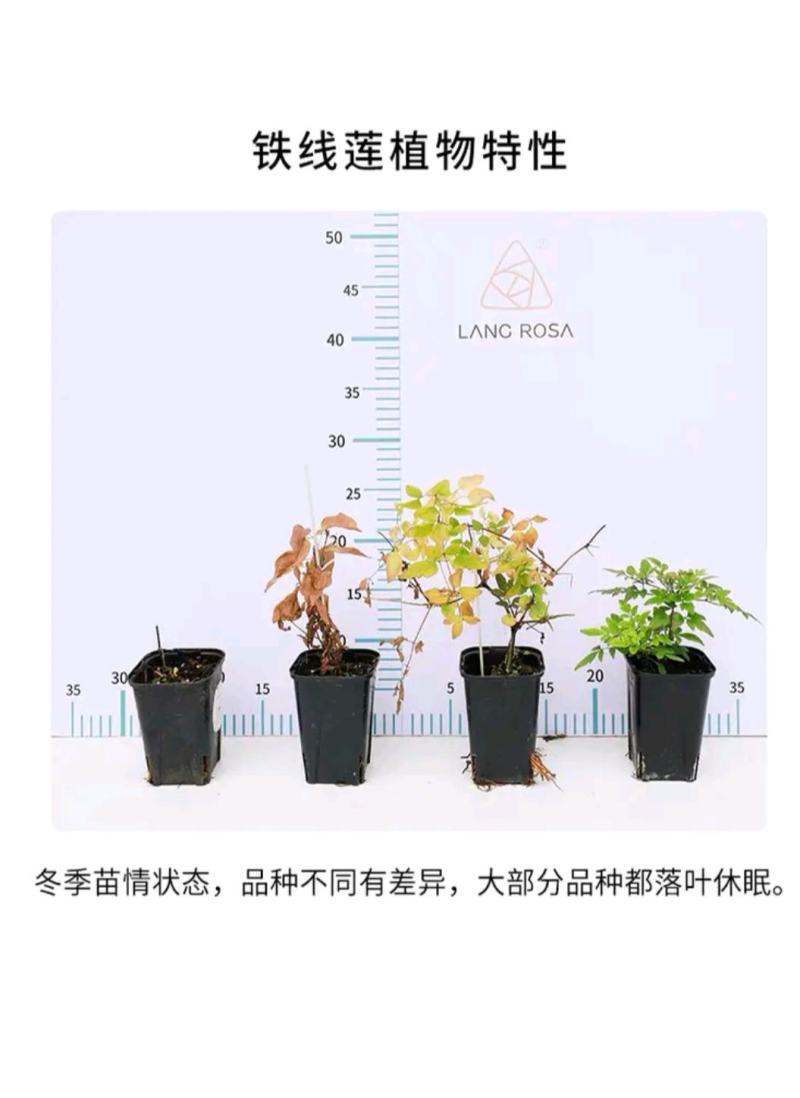 铁线莲种根盆栽攀援爬藤球根植物花卉阳台绿植重瓣转子莲