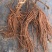 铁线莲种根盆栽攀援爬藤球根植物花卉阳台绿植重瓣转子莲