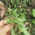 白花地胆头白背草干货