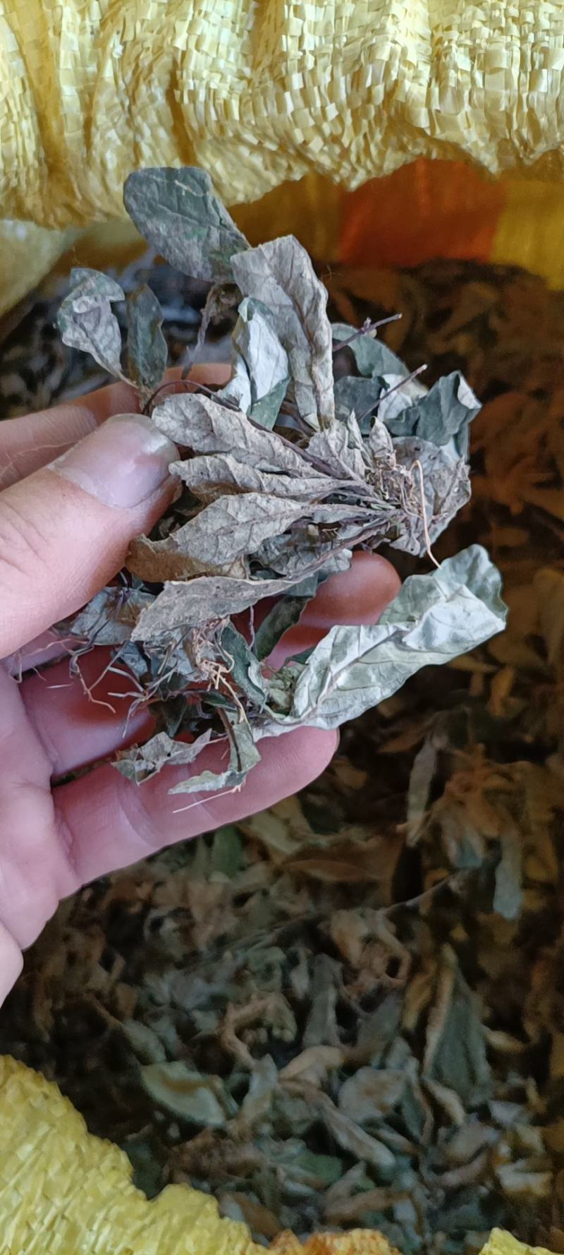 白花地胆头白背草干货