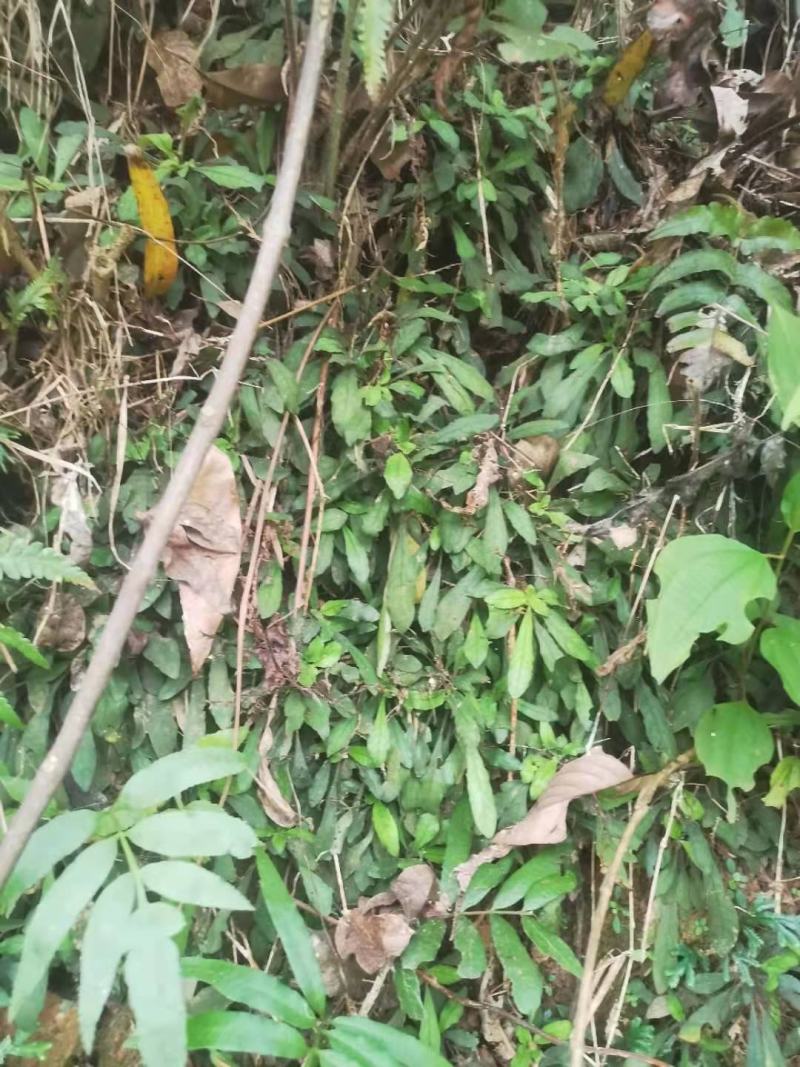 白花地胆头白背草干货
