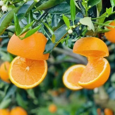 奉节脐橙