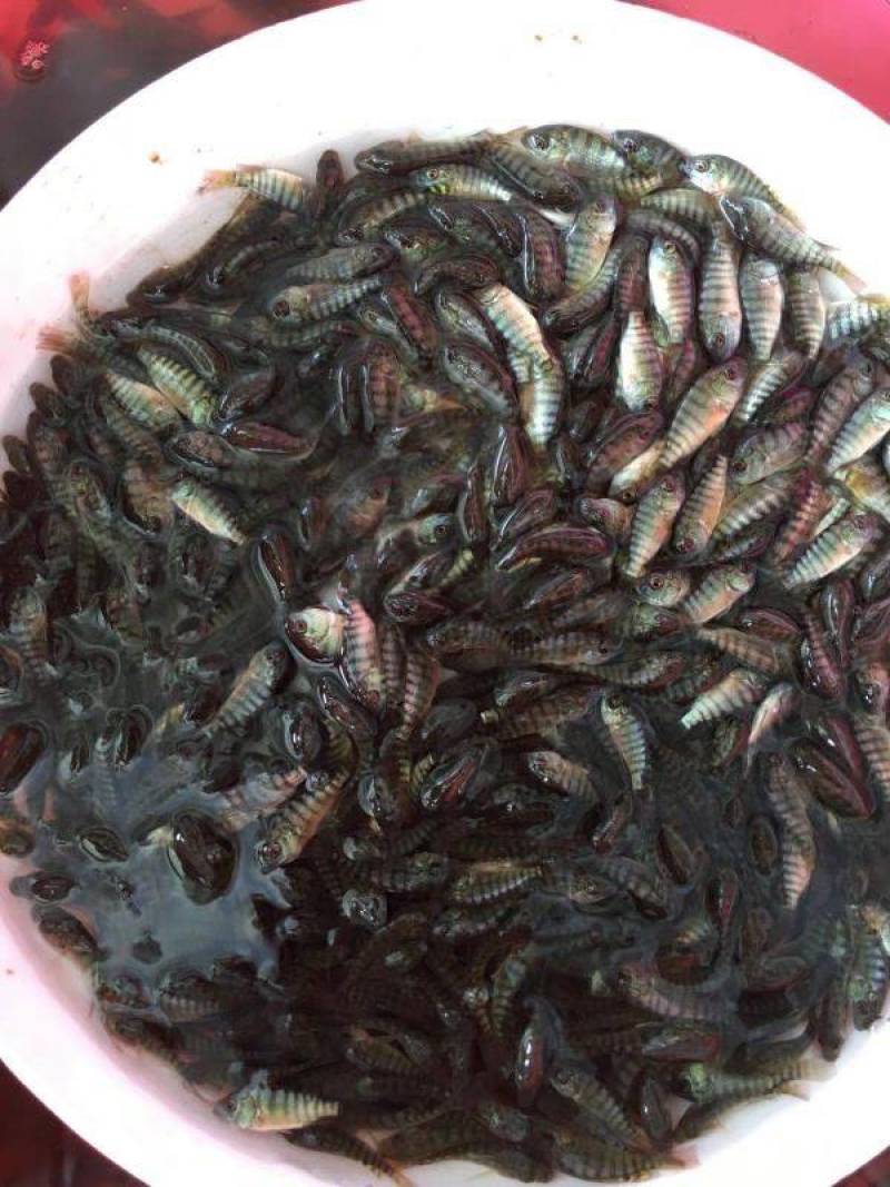 罗非鱼苗，活体鱼苗，放生鱼苗，小鱼苗，已打疫苗，成活高