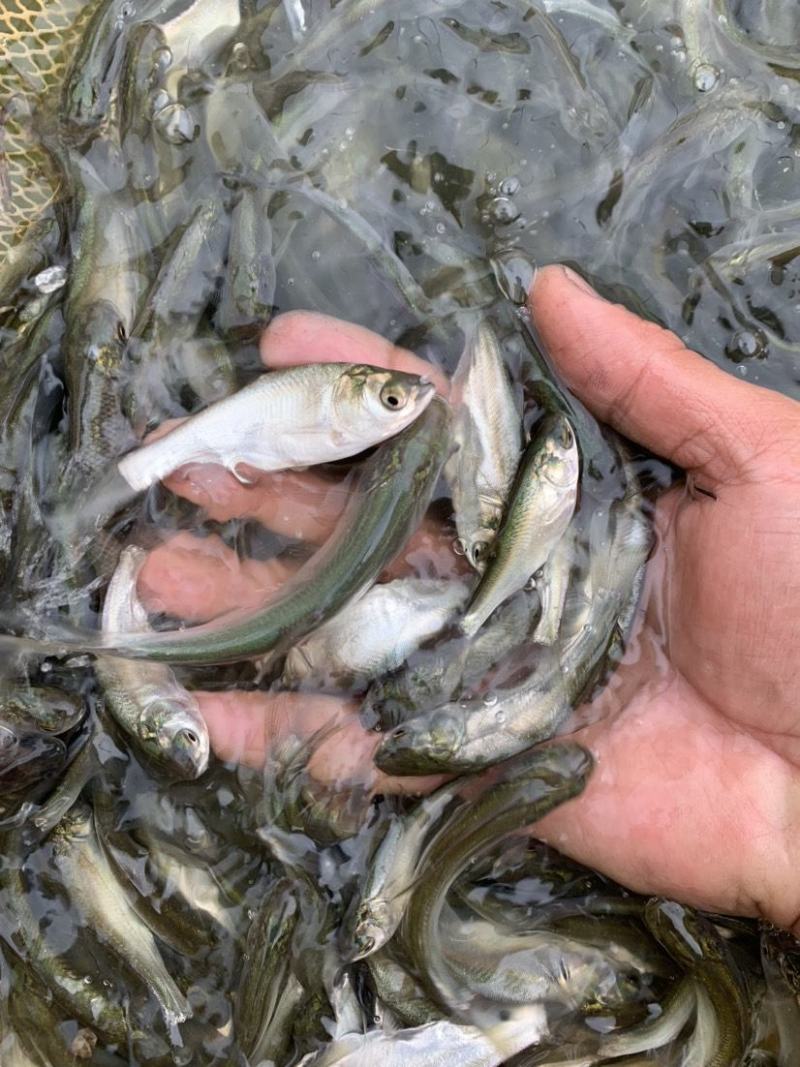白鲢鱼苗，活体鱼苗，小鱼苗，放生鱼苗，已打疫苗，成活高