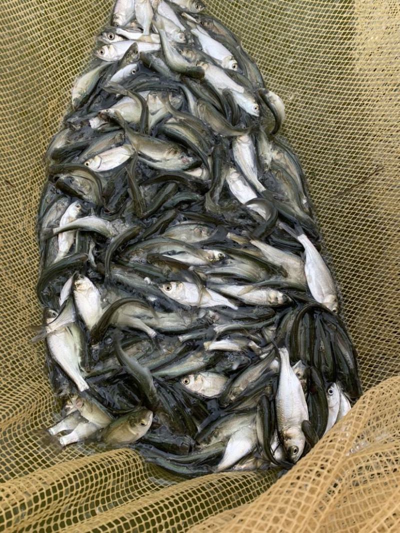 白鲢鱼苗，活体鱼苗，小鱼苗，放生鱼苗，已打疫苗，成活高