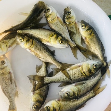 大头鱼苗，花鲢鱼苗，活体鱼苗，小鱼苗，放生鱼苗