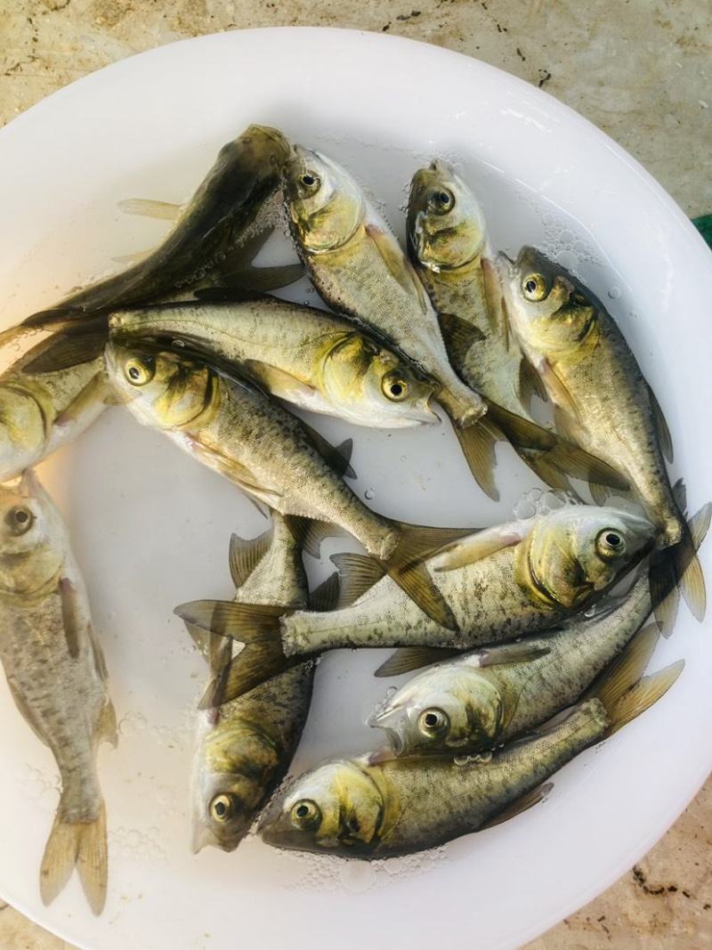 大头鱼苗，花鲢鱼苗，活体鱼苗，小鱼苗，放生鱼苗