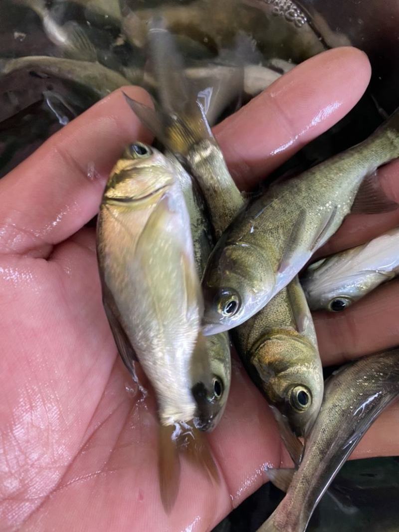 大头鱼苗，花鲢鱼苗，活体鱼苗，小鱼苗，放生鱼苗