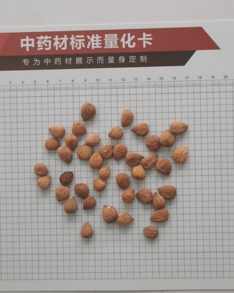 苦杏仁，甜杏仁，去皮苦杏仁，炒杏仁，脱苦杏仁，南北杏
