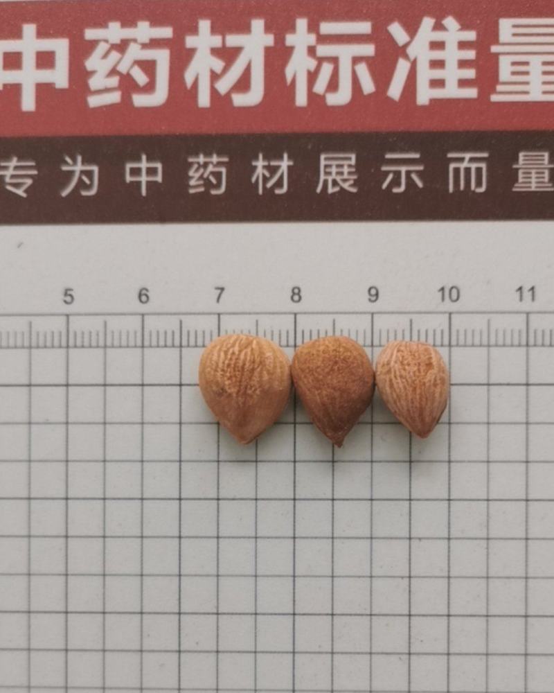 苦杏仁，甜杏仁，去皮苦杏仁，炒杏仁，脱苦杏仁，南北杏
