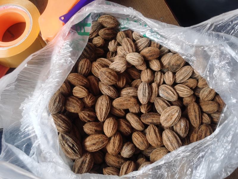 夏禹林农业珙桐（中华鸽子树）种子种籽基地直销