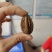 夏禹林农业珙桐（中华鸽子树）种子种籽基地直销