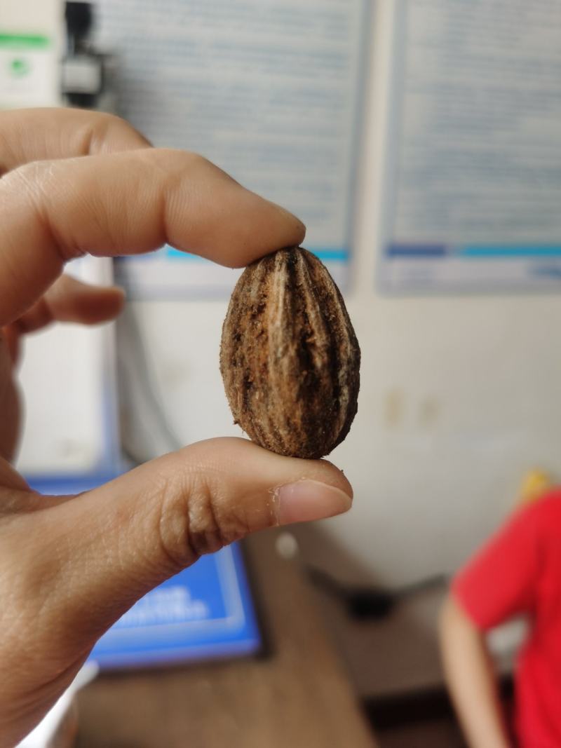 夏禹林农业珙桐（中华鸽子树）种子种籽基地直销