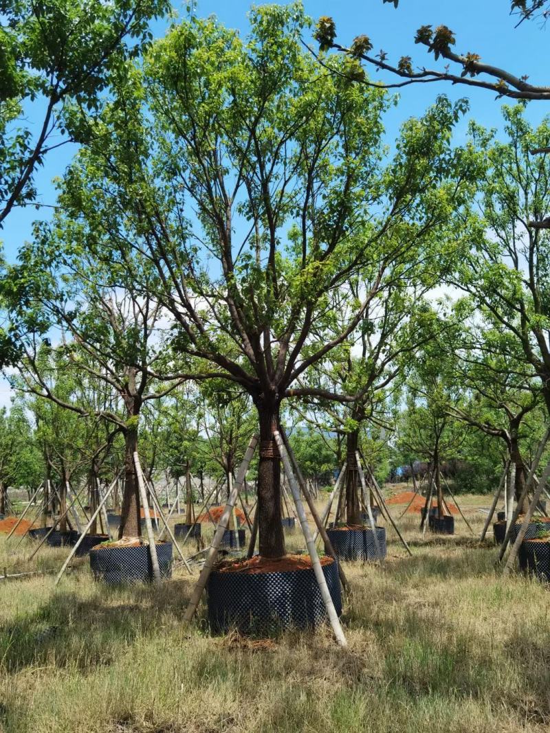 丛生香樟基地直发各种规格量大从优欢迎采购