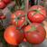 西红柿苗抗病毒保质保量产量高可以视频看货