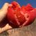 西红柿苗抗病毒保质保量产量高可以视频看货