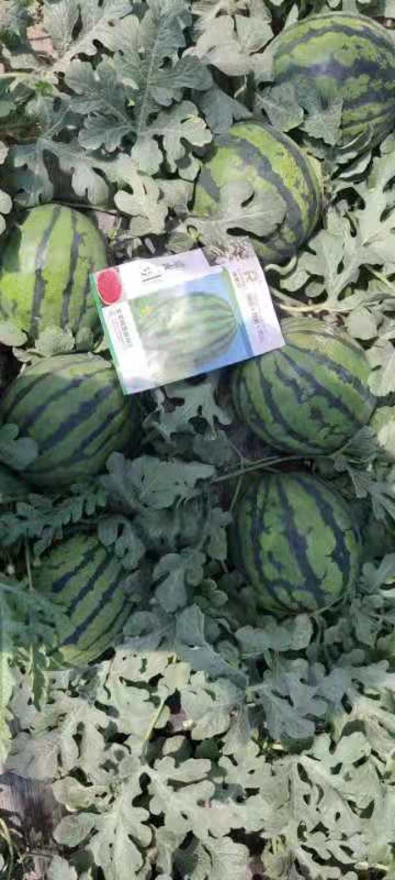 精品甜王西瓜大量上市