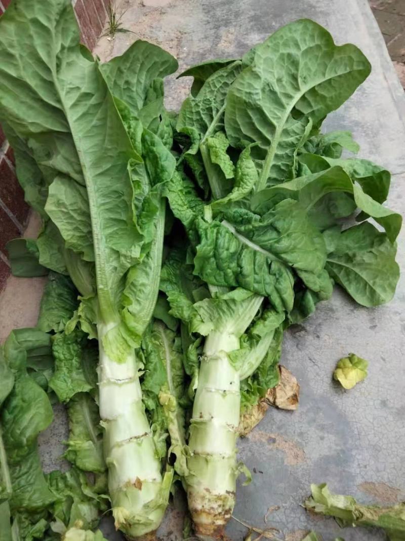 大量红笋上市