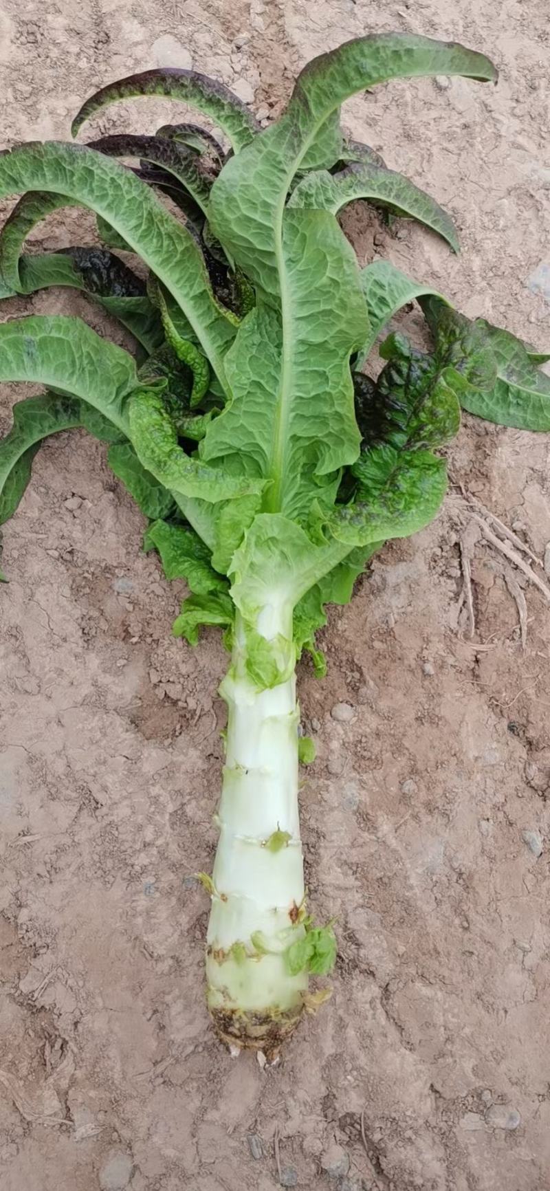 大量红笋上市