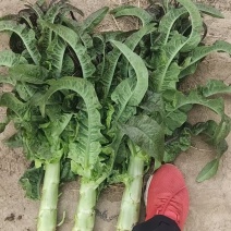 大量红笋上市