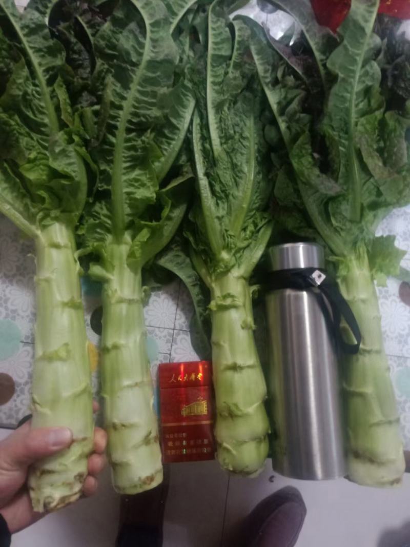 大量红笋上市