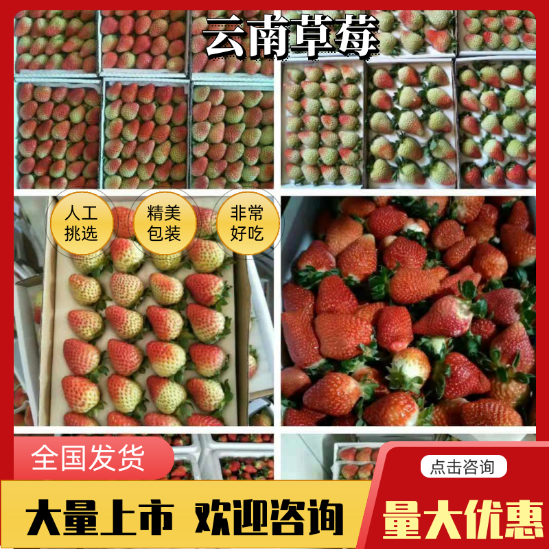 云南双流草莓产地直销规格齐全现摘现发，支持一件代发