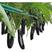 山东茄子苗高产量根系发发提供技术指导服务量大优惠