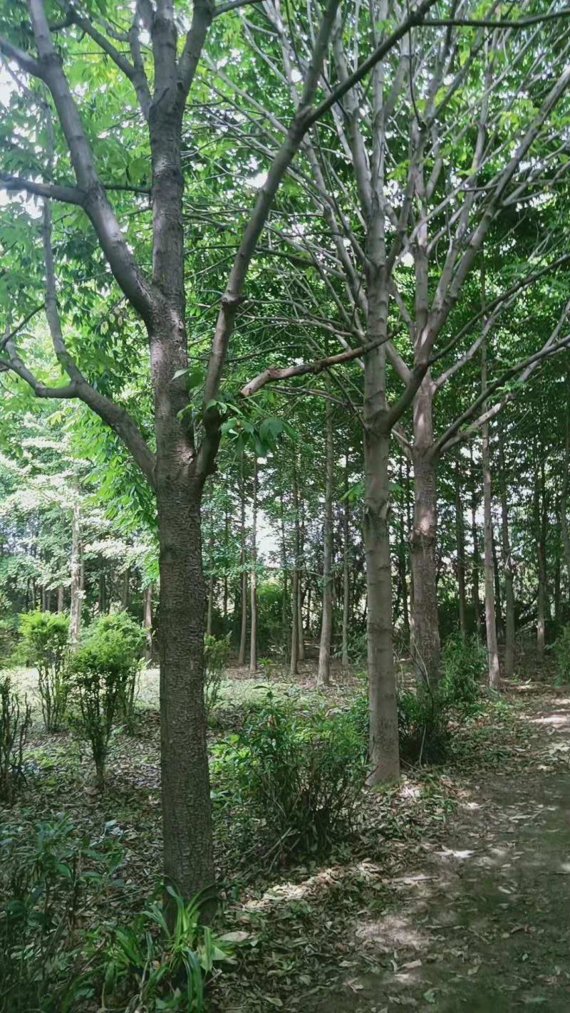 七叶树