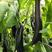 山东茄子苗高产量根系发发提供技术指导服务量大优惠
