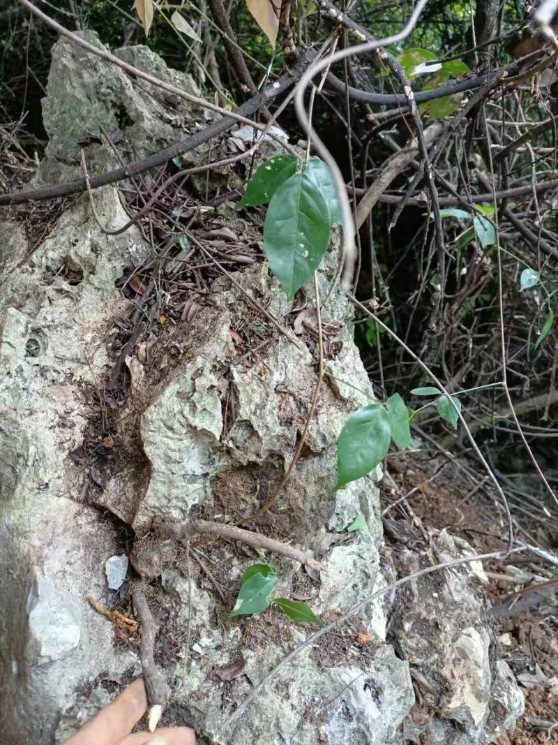 天然，石头山，野生牛大力，一手货源