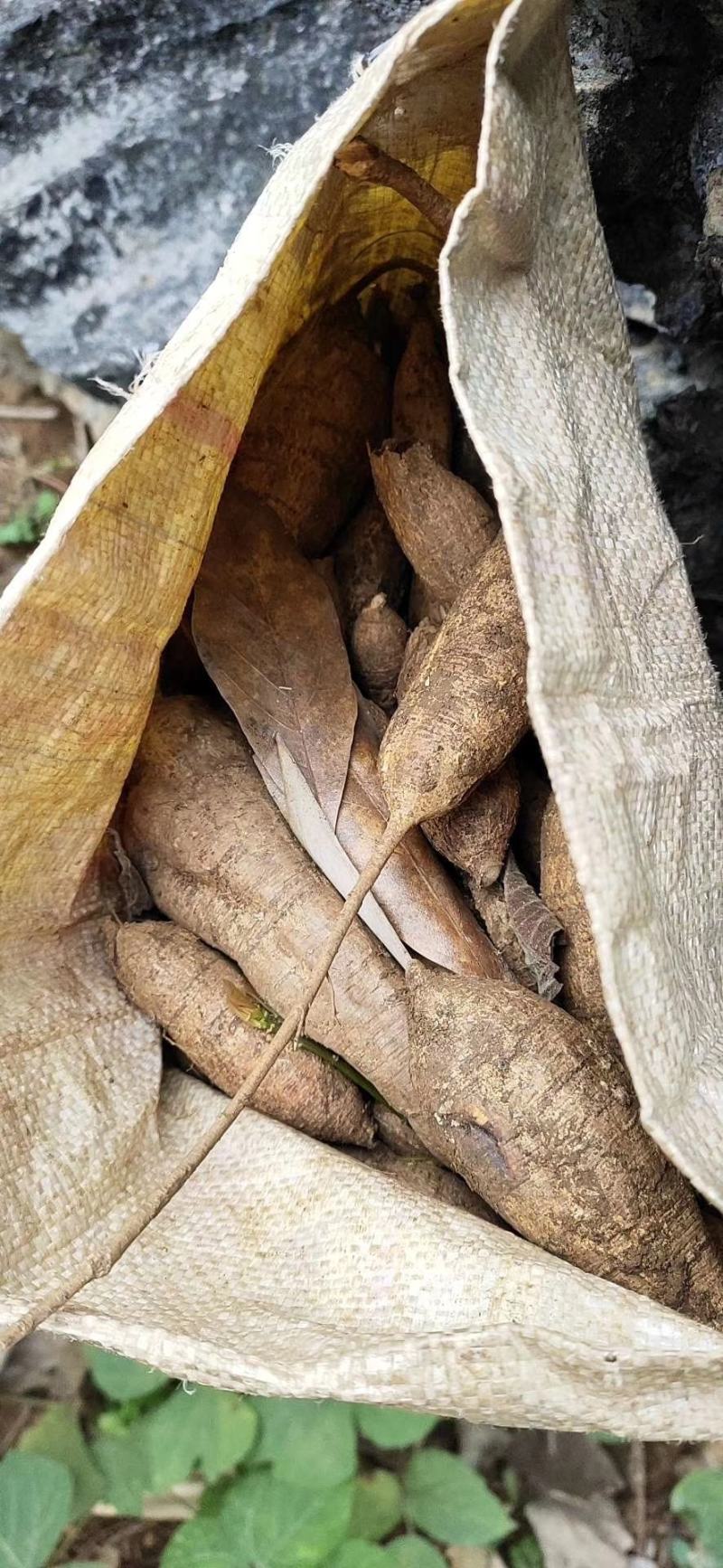 天然，石头山，野生牛大力，一手货源