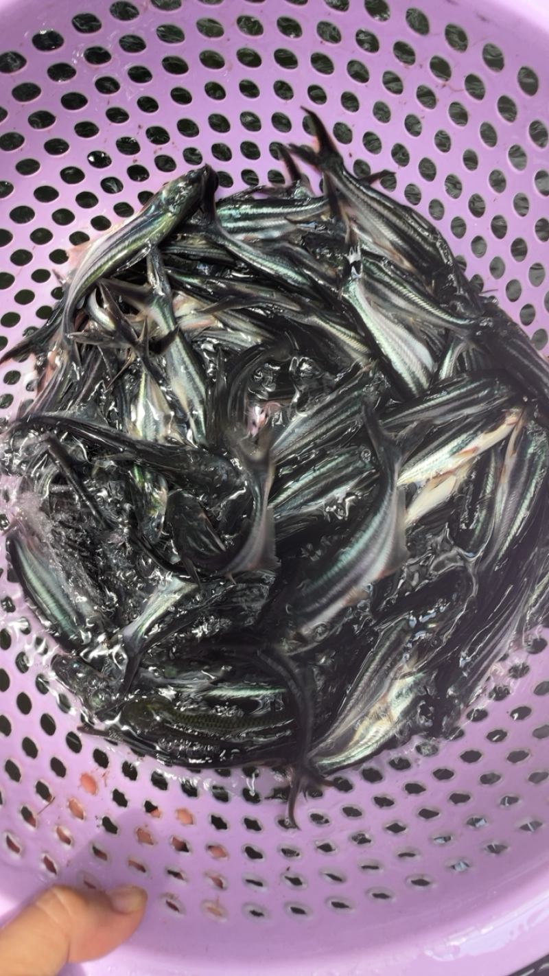 巴沙鱼苗，技术出产优质良种苗种，生长速度快。