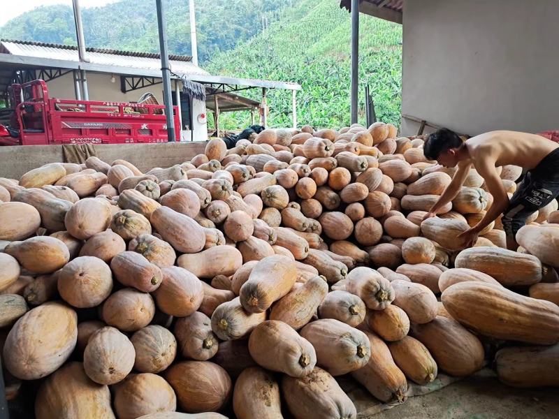 秘本南瓜大量有货价格美丽