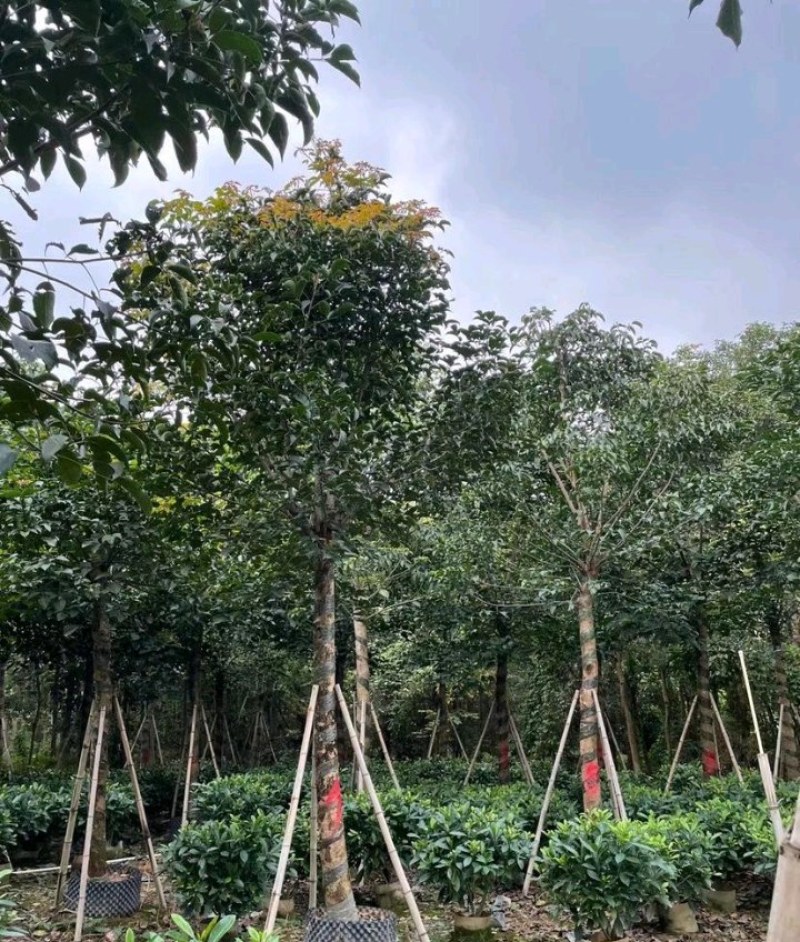8-30公分秋枫红桐茄冬乌杨秋风子