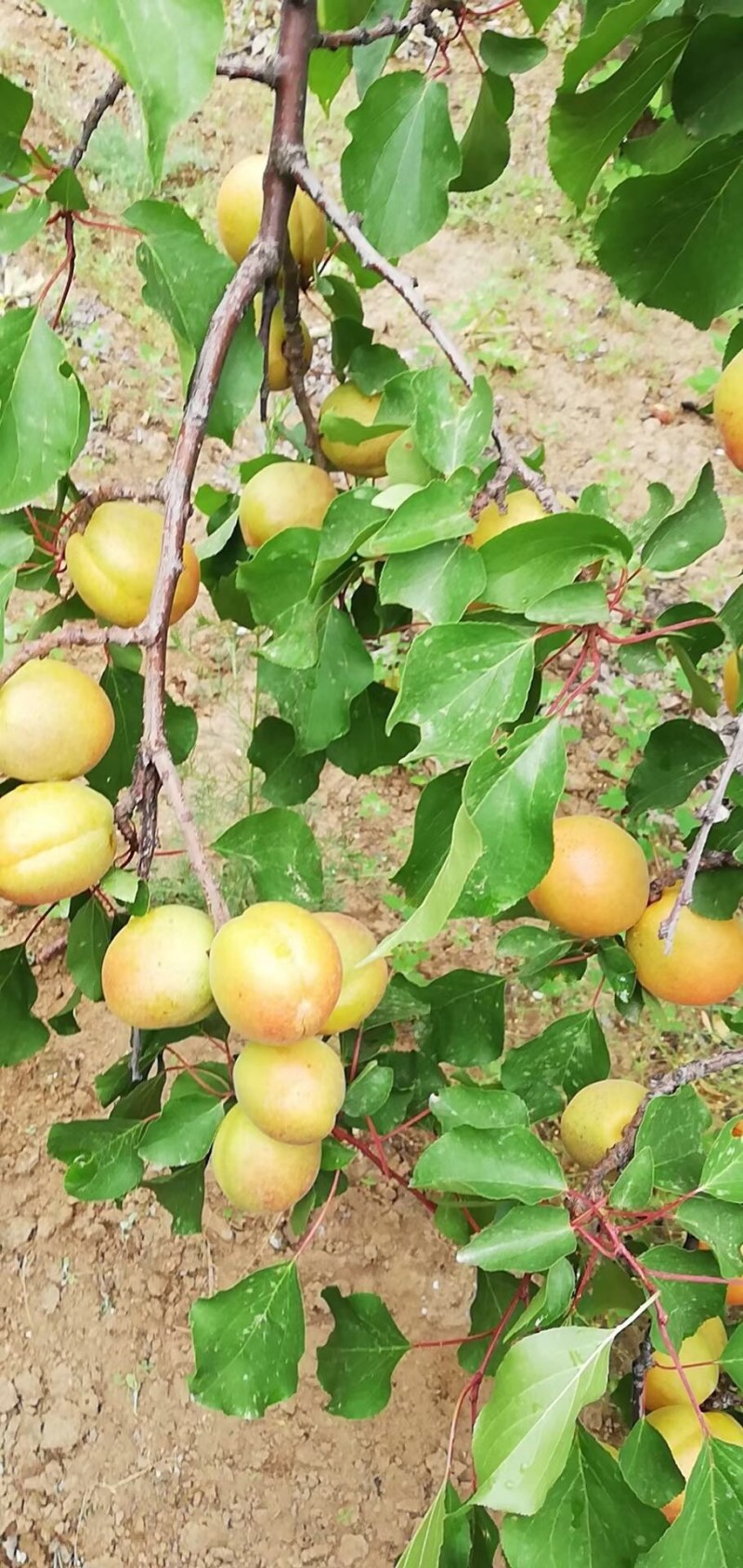 灵宝金太阳杏产地大量供货