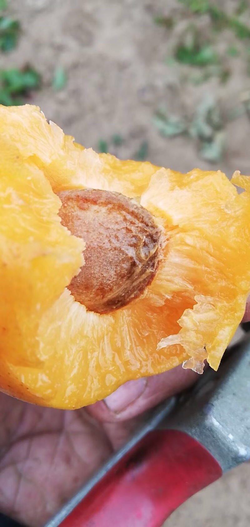 灵宝金太阳杏产地大量供货