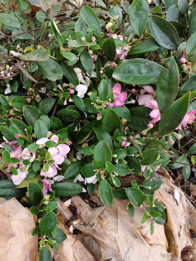 自家种植基地，产地直销，，桃金娘，桃金娘果树苗