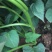 济薯二五脱毒红薯苗淀粉薯拔苗，高剪苗，欢迎订购