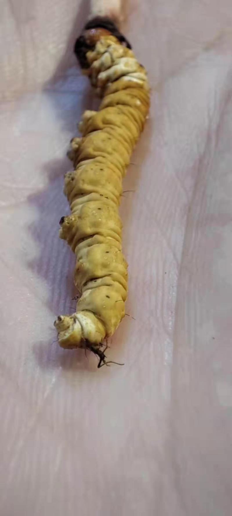 藏区虫草