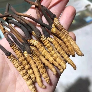 藏区虫草