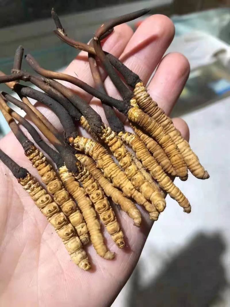 藏区虫草