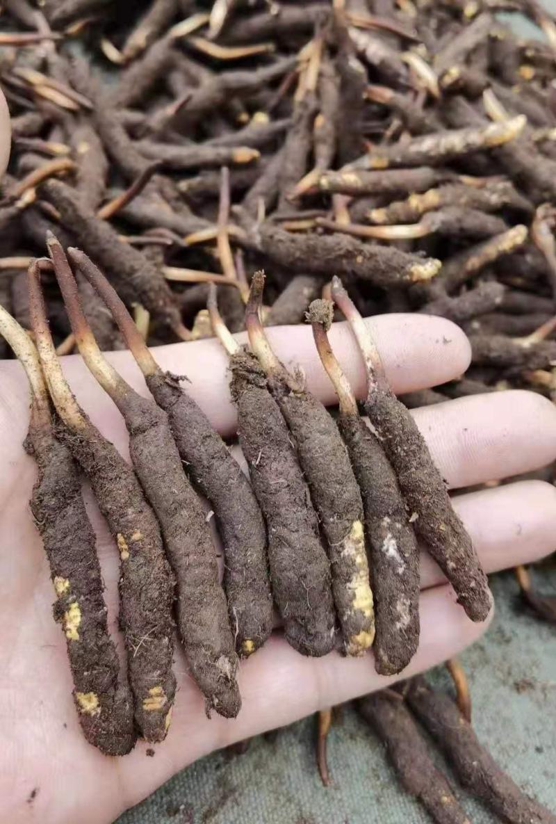 藏区虫草