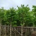 5-20公分宫粉紫荆洋紫荆宫粉羊蹄甲弯叶树
