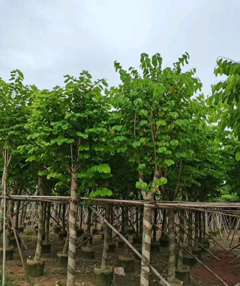 5-20公分宫粉紫荆洋紫荆宫粉羊蹄甲弯叶树