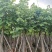 5-20公分宫粉紫荆洋紫荆宫粉羊蹄甲弯叶树
