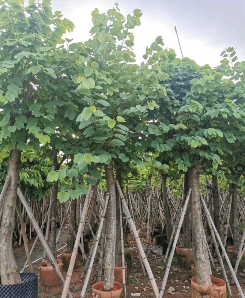 5-20公分宫粉紫荆洋紫荆宫粉羊蹄甲弯叶树