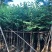 5-20公分宫粉紫荆洋紫荆宫粉羊蹄甲弯叶树